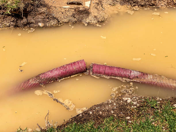 Best Flood restoration services  in Boles Acres, NM