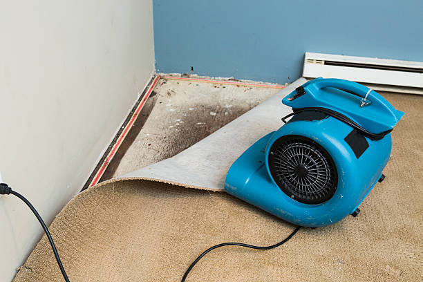 Best Fire Damage Restoration  in Boles Acres, NM